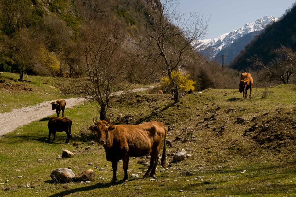 Idyllic landscape with cows near Lake Ritsa