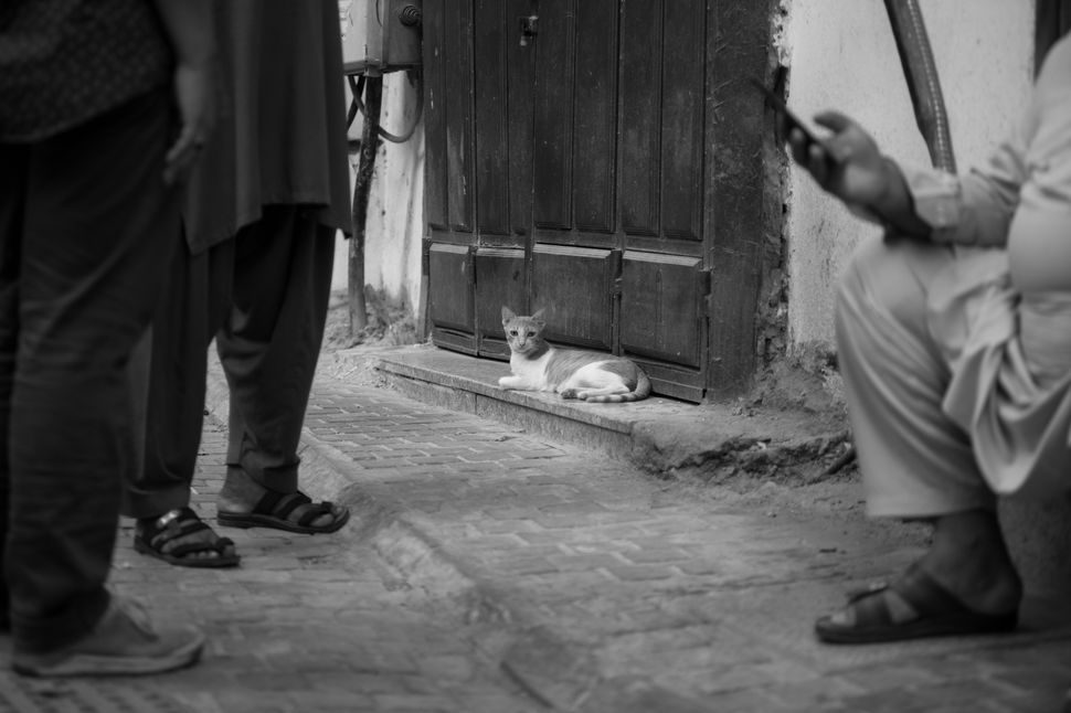 Al Balad, Saudi Arabia - The Empire of Cats 