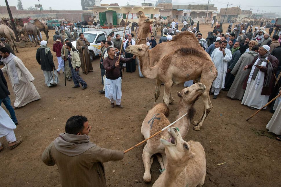 Camel market, Birqash, Egypt