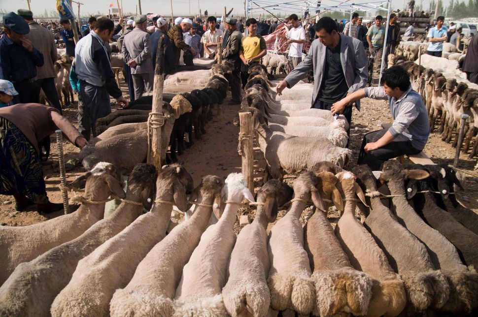 Cattle market, Kashgar, 2 