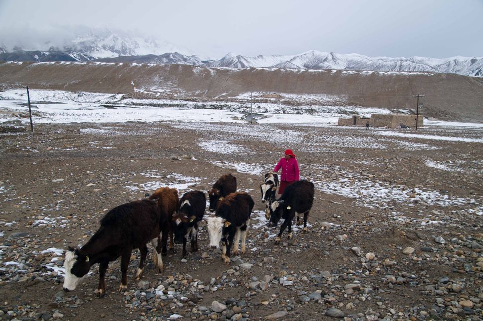 Herdswoman, Karakoram Highway