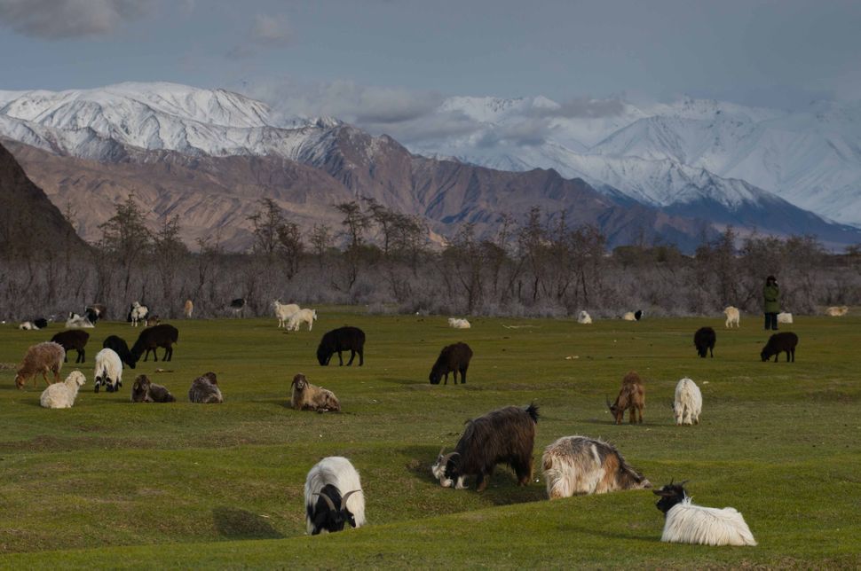 Sheep grazing on grassland, Tashkurgan