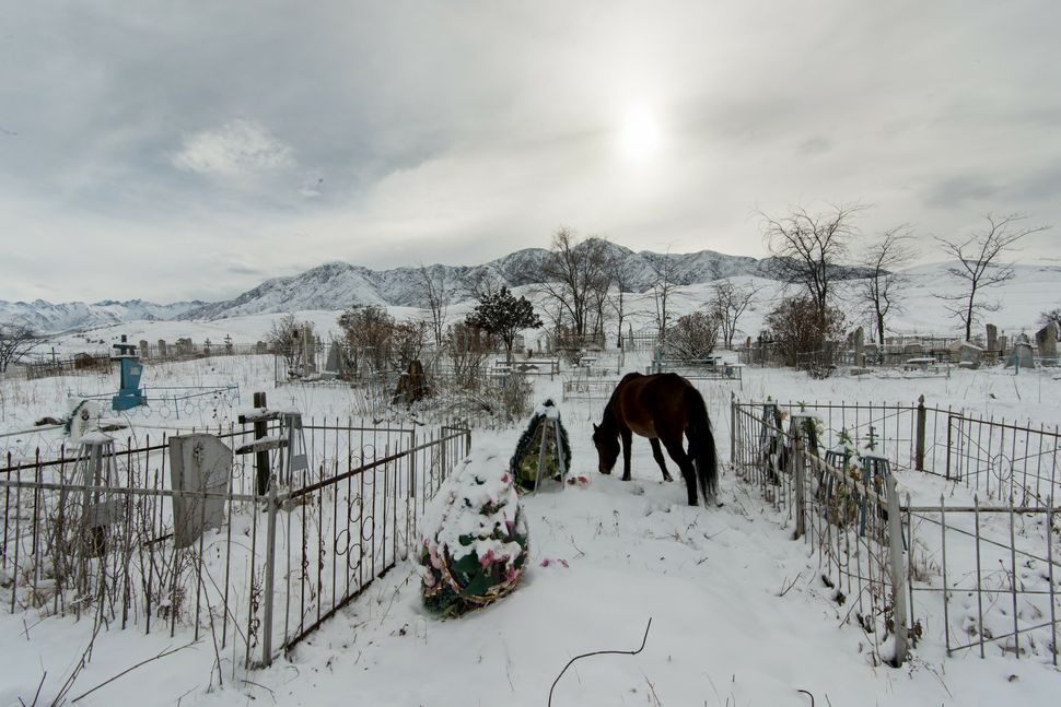 Horse in cemetery