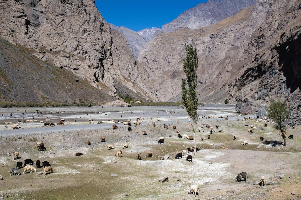 Bartang Valley, flock of sheep near Rushan