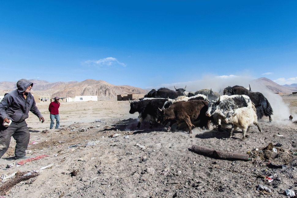 Man with yak herd