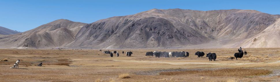Bulunkul flock of yaks